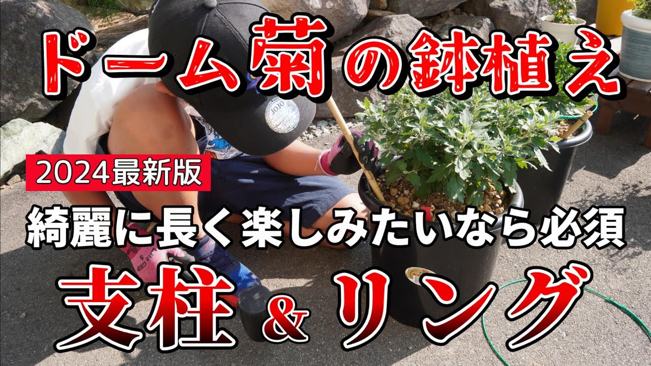 ドーム菊2024⑨ 【花割れ・型崩れ防止】支柱&リング / 綺麗に長く楽しみたいなら必須!