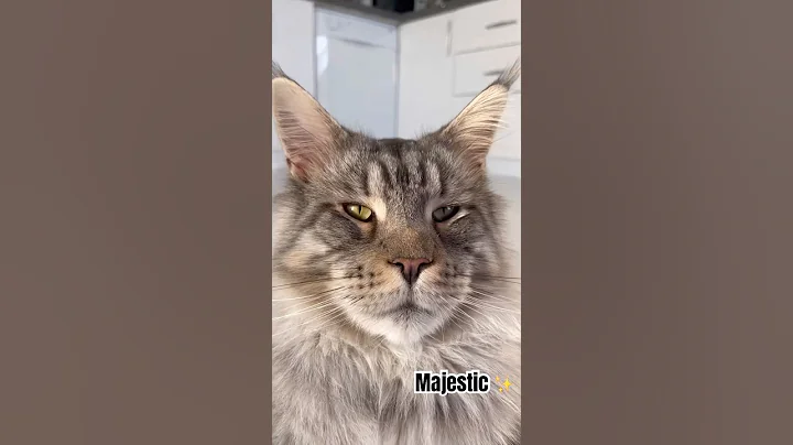 Video 11819941: mainecoon cat