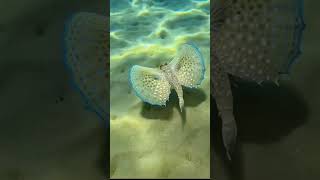 The Sea Butterfly🦋 Meets the Sand Shark! 🦈 | Epic Underwater Hunt #FlyingGurnard #OceanLife #Shorts
