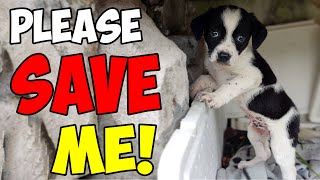 Abandoned Puppy was Left Alone and was Barely Surviving Until This Happened