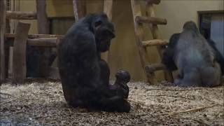 Kidogo & Miliki's baby boy - Zoo Krefeld