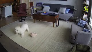 Dog camera hilariously captures this pup's home alone antics Resimi