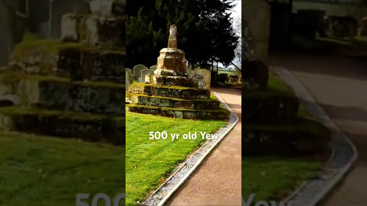 🐾 Red's Legacy: A Stroll to the 500-Year-Old Yew Tree 