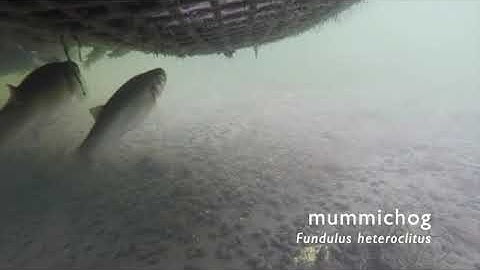 A fish’s-eye-view: accessible tools to document shellfish farms as marine habitat in New Jersey, USA