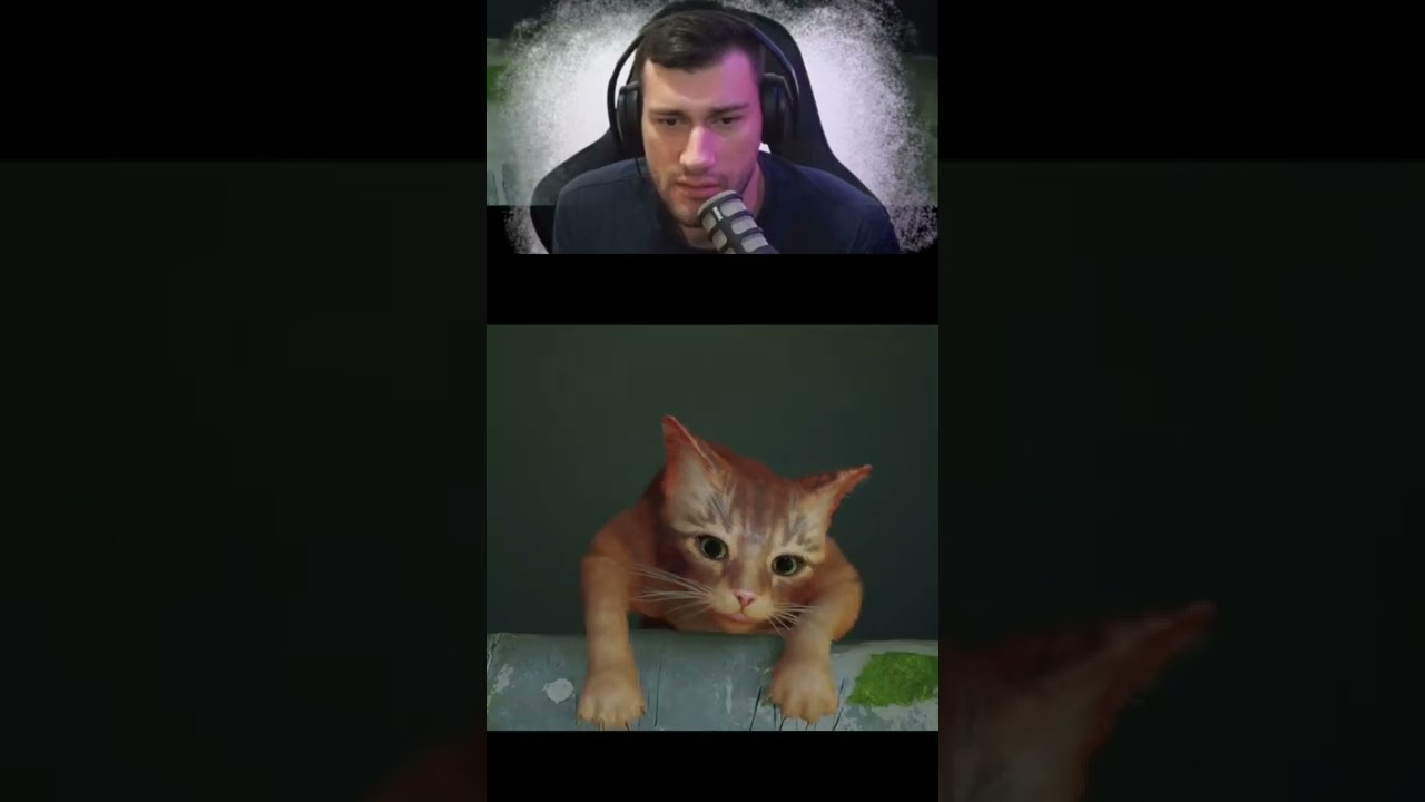 Расскажи, как ты плакал над Хатико. Начало Stray 