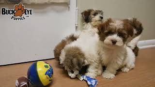 Playful Havanese Puppies