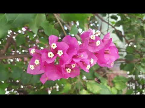 Video: Bougainvillea: Hoe Groeit Een Kamerplant? Waarom Vallen Bladeren En Schutbladen? Beschrijving Van Het Type Bougainvillea Naked