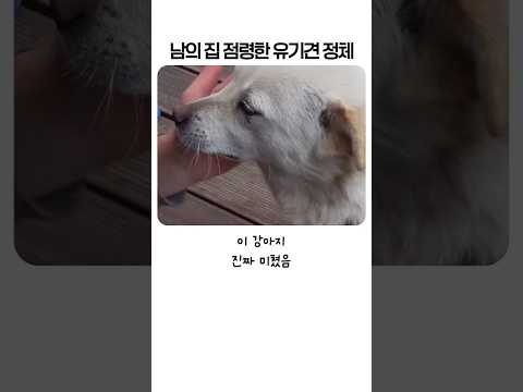 남의 집 마당을 떠나지 않던 유기견, 알고 보니 이유가 있었습니다 thumbnail