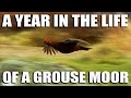 A Year in the Life of a Grouse Moor