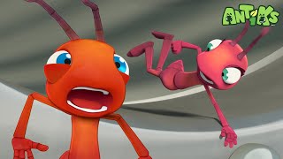 Formigas são Levadas pelo Vento! | 1 HORA DE ANTIKS BRASIL | Desenhos Animados Engraçados