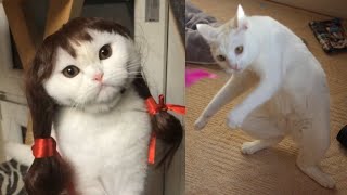 CUTE AND FUNNY CATS - TRY NOT TO LAUGH 😹❤️ | Funny Pets by Funny Pets 1,899 views 2 years ago 4 minutes, 59 seconds