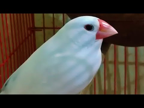 Highlight 40:15 - 45:15 from Anupama journey 2 is live! #birds #birdslovers #birdsounds #finch #bird