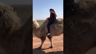 Поездка на верблюде