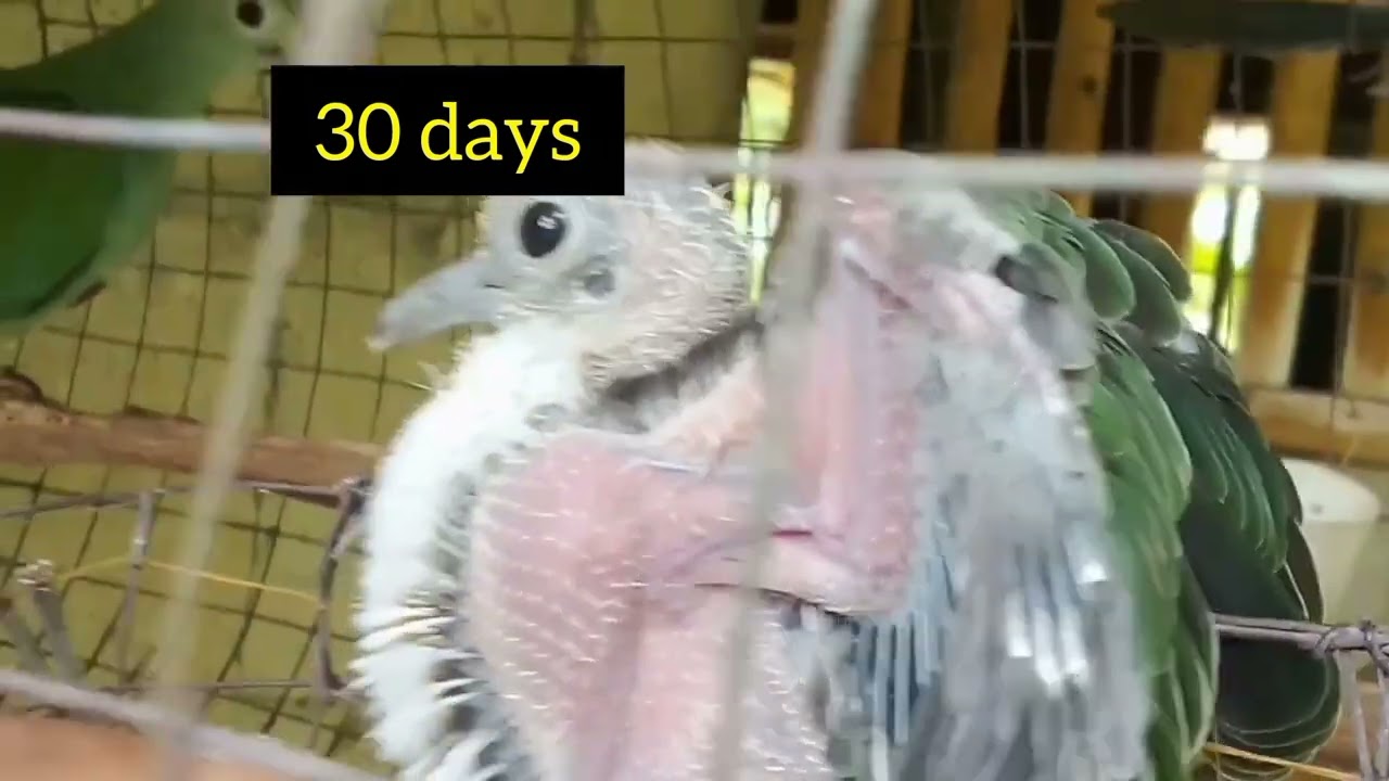 Success yung breeding ko , black chinned fruit dove breeding,