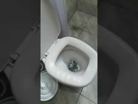 Rato no vaso sanitário - YouTube