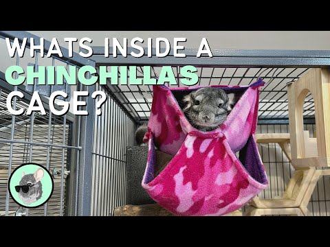 فيديو: كل ما تحتاج لمعرفته حول رعاية Chinchillas