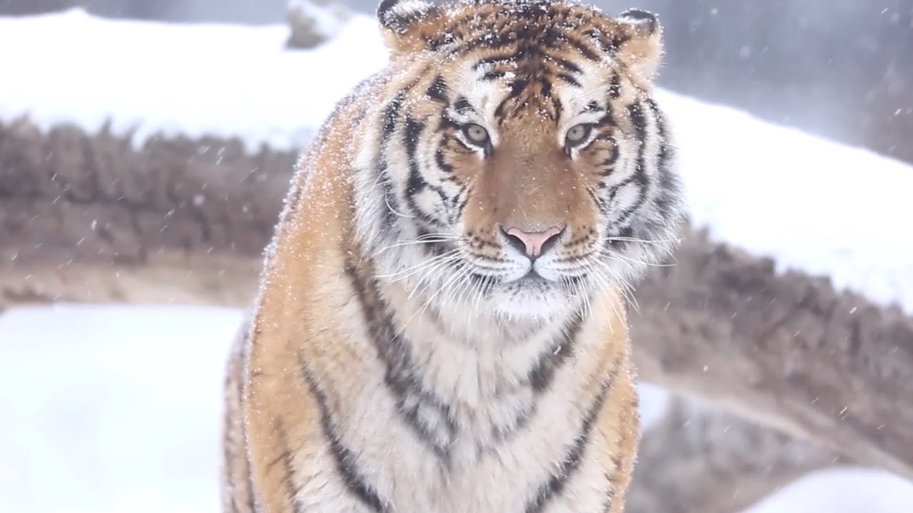 The Bengal Tiger: One of the biggest wild cats alive today - CGTN
