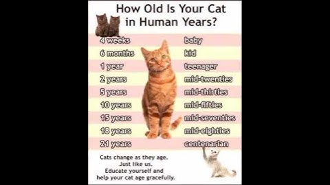 kitten growing up time lapse