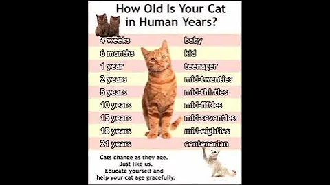 kitten growing up time lapse