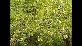 Neem Trees Botanicalname - Melia Azadirachta- Justimages
