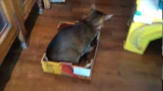 Cat-Sledding with Jafari the cat