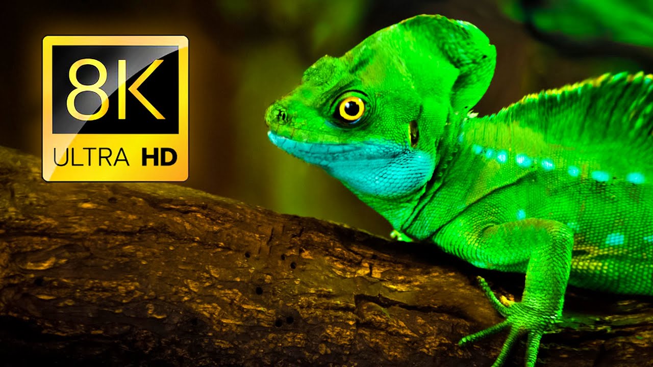 Ultimate Reptiles Collection 8K ULTRA HD / 8K TV