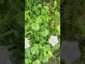 よくわからないけど多分ナガミヒナゲシとヒルガオらしい花が道端で咲いていた 愛媛県松山市