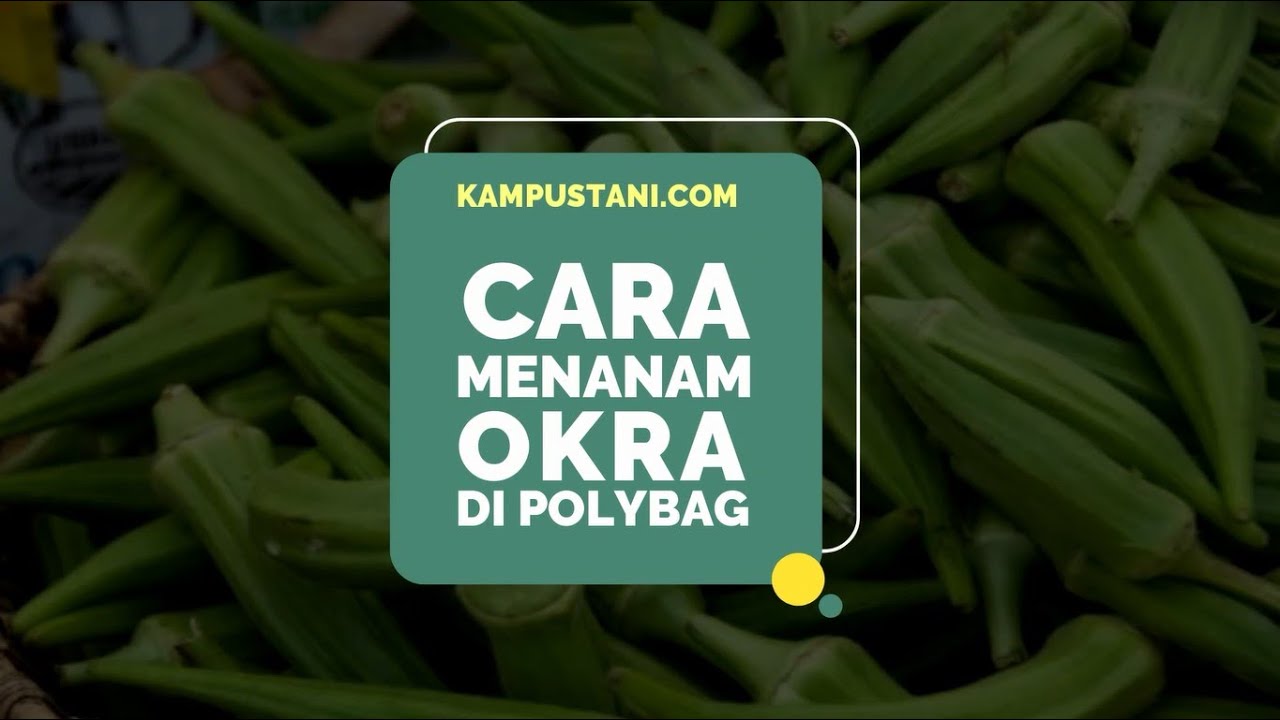 Cara Menanam Okra di Polybag - Kampus Tani 