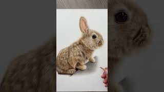 #arttutorial #drawingtutorial #animalart #fyp #rabbit #realism #realisticdrawing #coloredpencilart