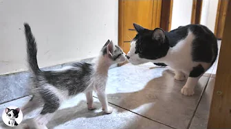 Rescued Cat Mu Meets Playful Stray Kittens… His Reaction Will Surprise You!