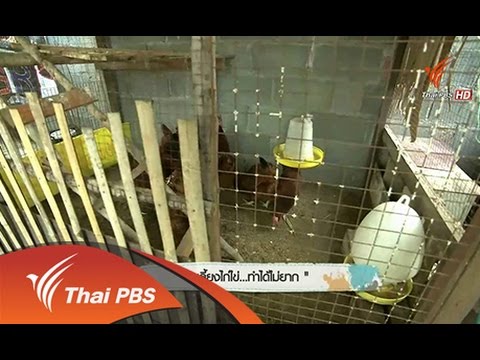 เลี้ยง ไก่ บนดาดฟ้าตึกแถว รูปแบบเกษตรคนเมือง ที่บางเขน