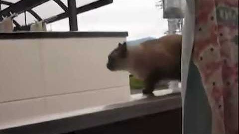 Jumping Cat Fail - I Believe I Can Fly Version [original]