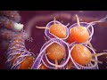 Biotechnology animation highlight reel  random42