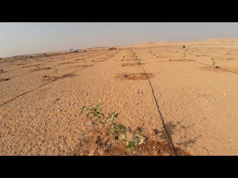 زرعنا السدر التفاحى في الأراضي الصحروايه مزارع ابو ريان