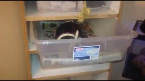 ball python eats chick !