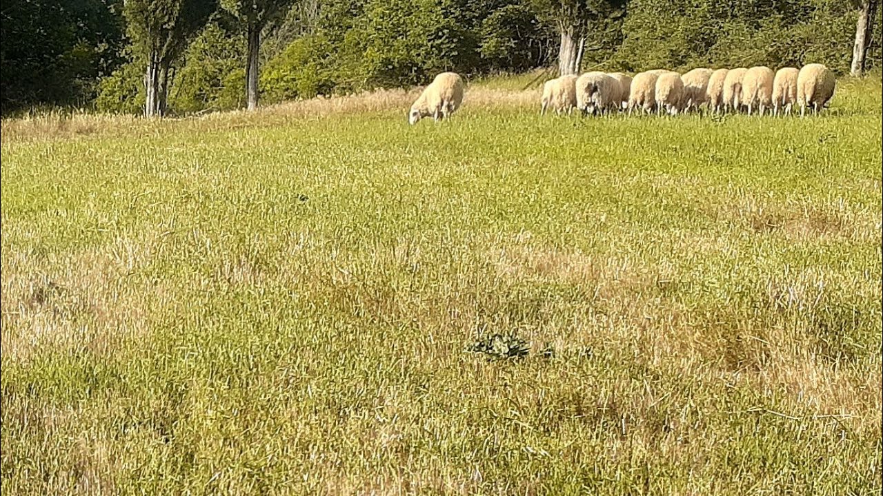 Köye Göç ve Hayvancilik 1. Yapay Mera Verimi Ve Son Durumu. küçükbaş 