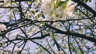 Huzur Veren Video Bahar