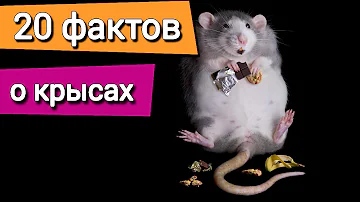 Интересные факты о крысах