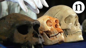 Hobbit histories: the origins of Homo floresiensis