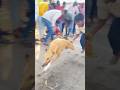 Dog race kolhapur || kolhapur dog racing|| dog racing maharastra|| #shortsvideo #youtubeshorts