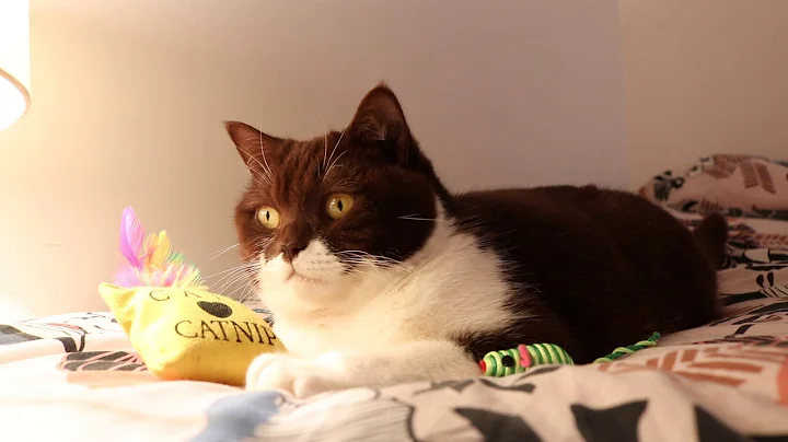 Video 730831: chocolate british shorthair cat