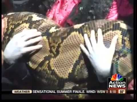 ular piton terbesar longest raksasa