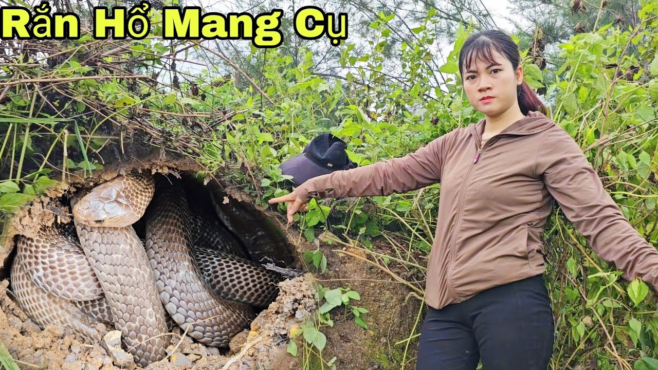 Cô Gái Dũng Cảm 1 Mình Vây Bắt 2 Con Rắn Hổ Mang Nặng 5kg Trong Rừng Giúp Người Dân