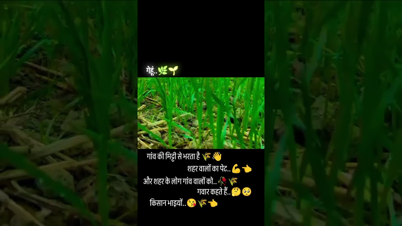 gehun Ke khet AK Raja Singh cute girl 🥳