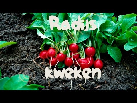Video: Hoe word radyse gekweek – leer oor die kweek van radyseplante