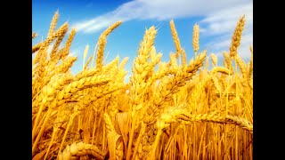 2146. TLCVN - CNĐNNC. Cầu nguyện chiến lược về cơ nghiệp, nhu cầu, hôn nhân gia đình - 30.12.2025