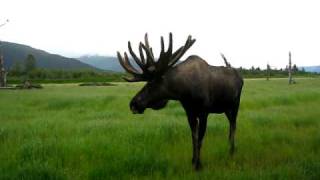 麋鹿Moose