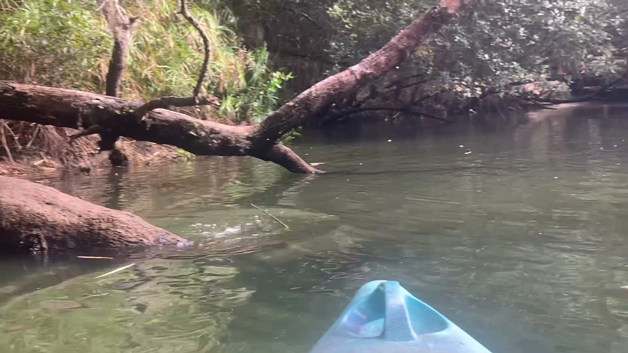 Kayaking Estero river, Florida YouTube
