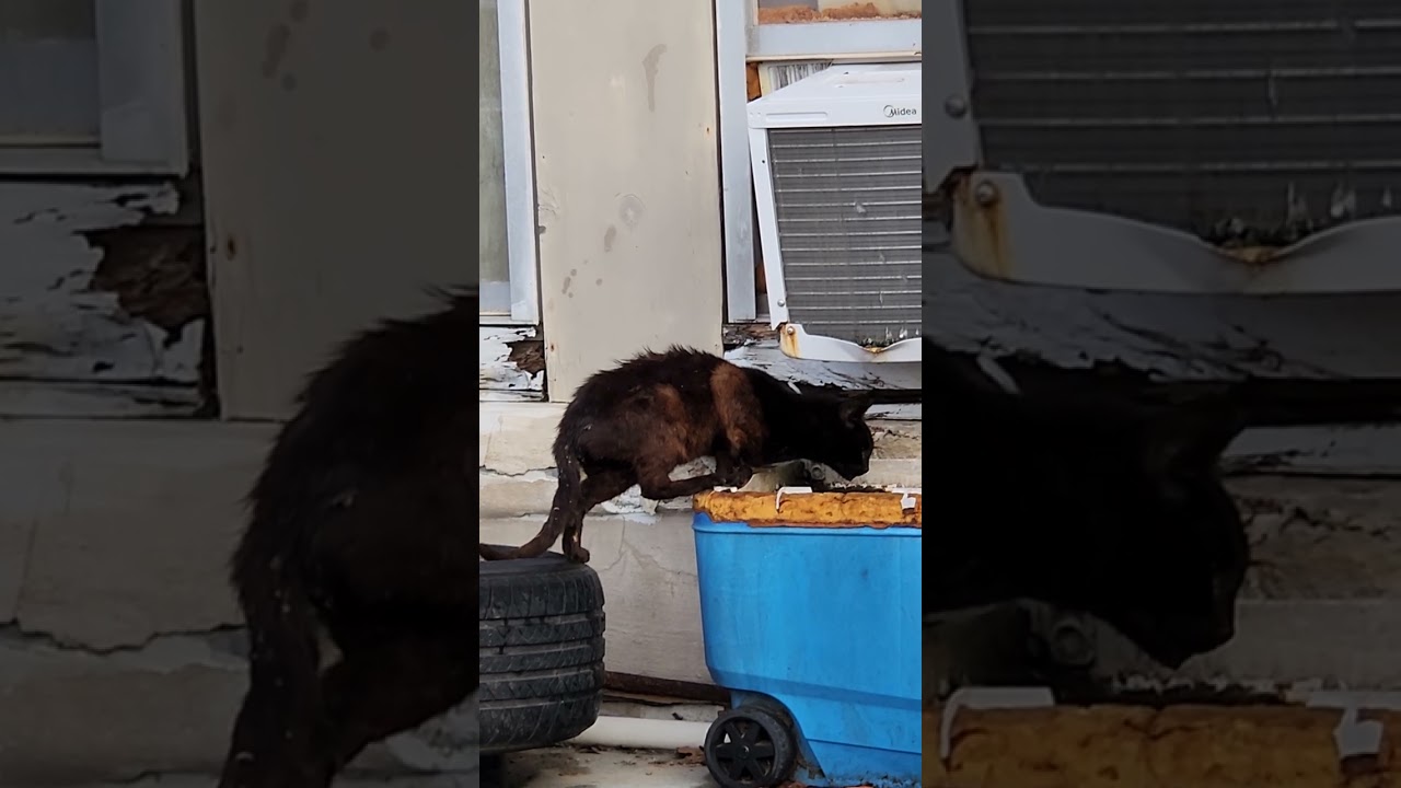 From Scared Stray to Calm Yard Cat