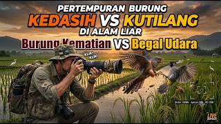 Download Lagu WILD BATTLE BETWEEN KOEL AND BULBUL BIRDS - WATCH LIVE - BIRDWATCHING Download Lagu WILD BATTLE BETWEEN KOEL AND BULBUL BIRDS - WATCH LIVE - BIRDWATCHING